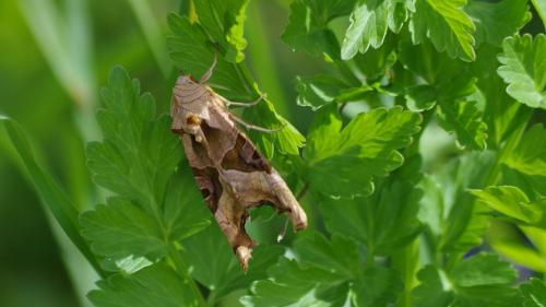 Phlogophora meticulosa